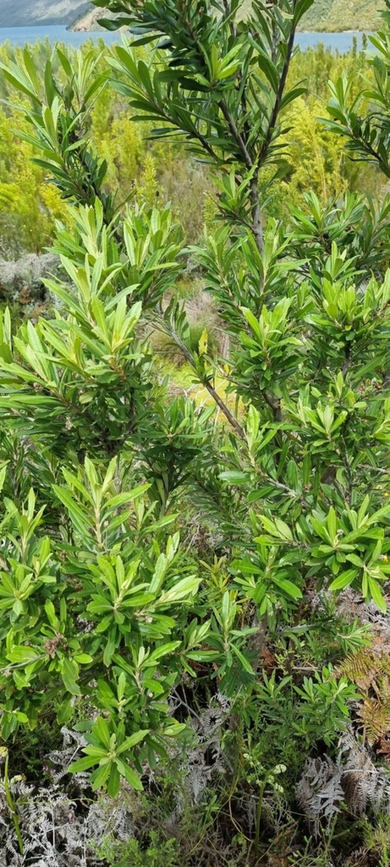Brachylaena neriifolia photo 3