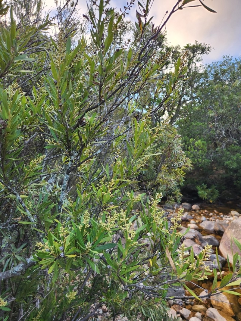 Brachylaena neriifolia photo 4