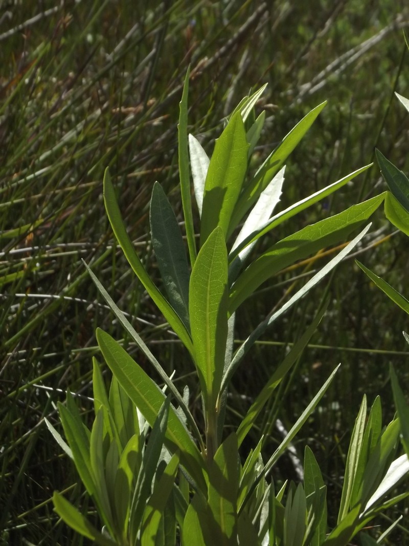 Brachylaena neriifolia photo 5