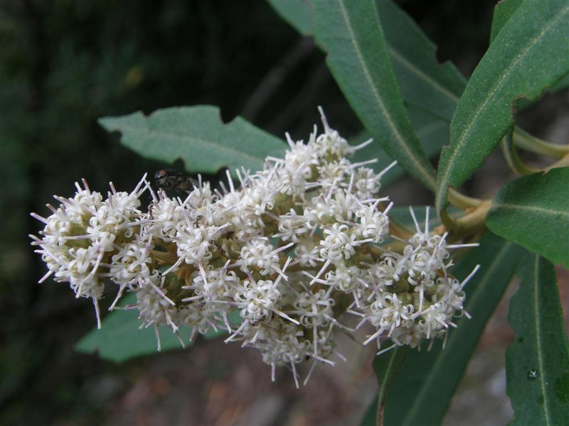 Brachylaena neriifolia photo 6