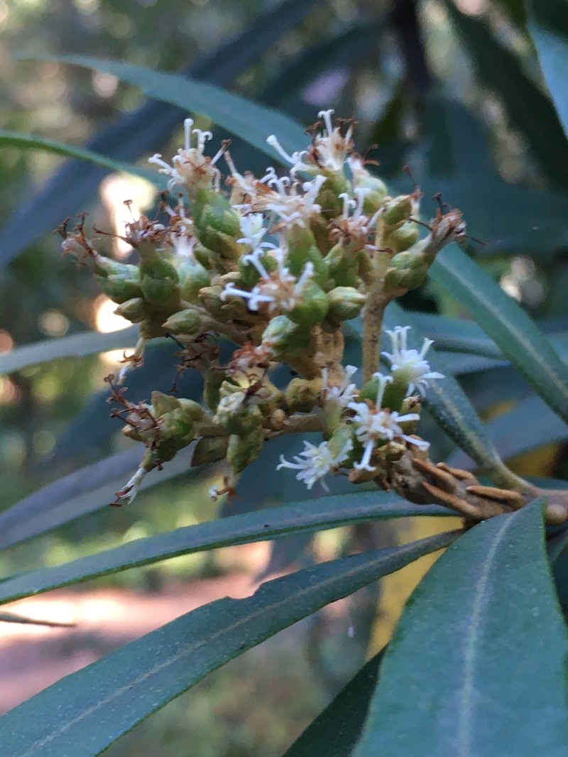 Brachylaena neriifolia photo 7