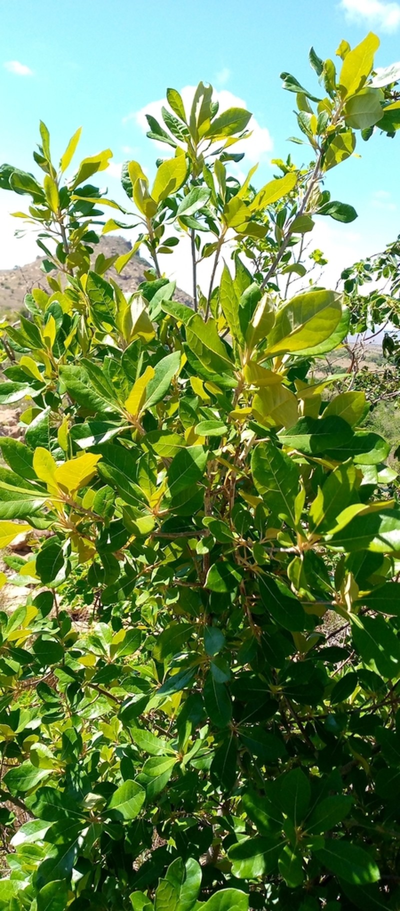 Brachylaena perrieri