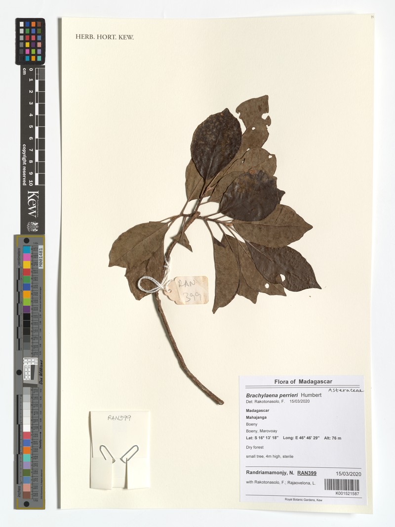 Brachylaena perrieri photo 2