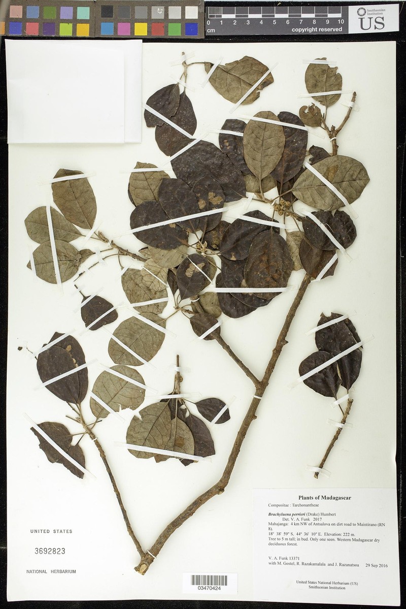 Brachylaena perrieri photo 3