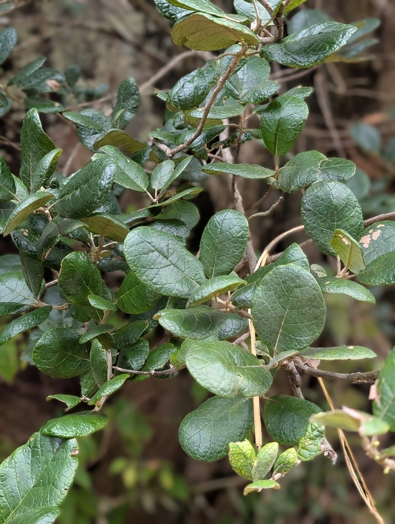 Brachylaena ramiflora photo 2