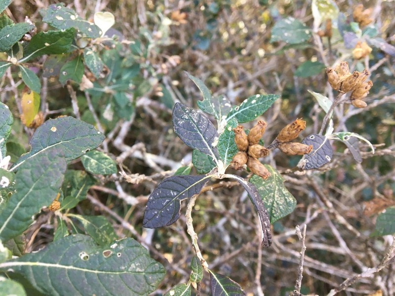 Brachylaena ramiflora photo 3