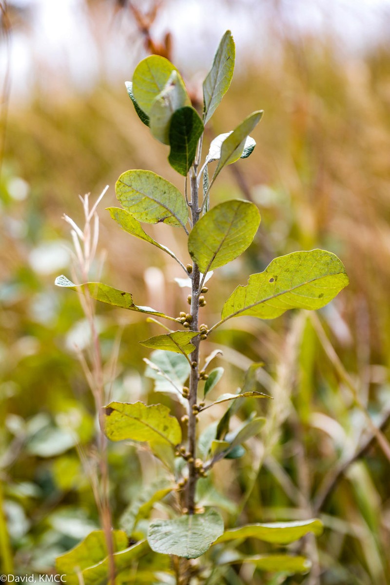 Brachylaena ramiflora photo 4