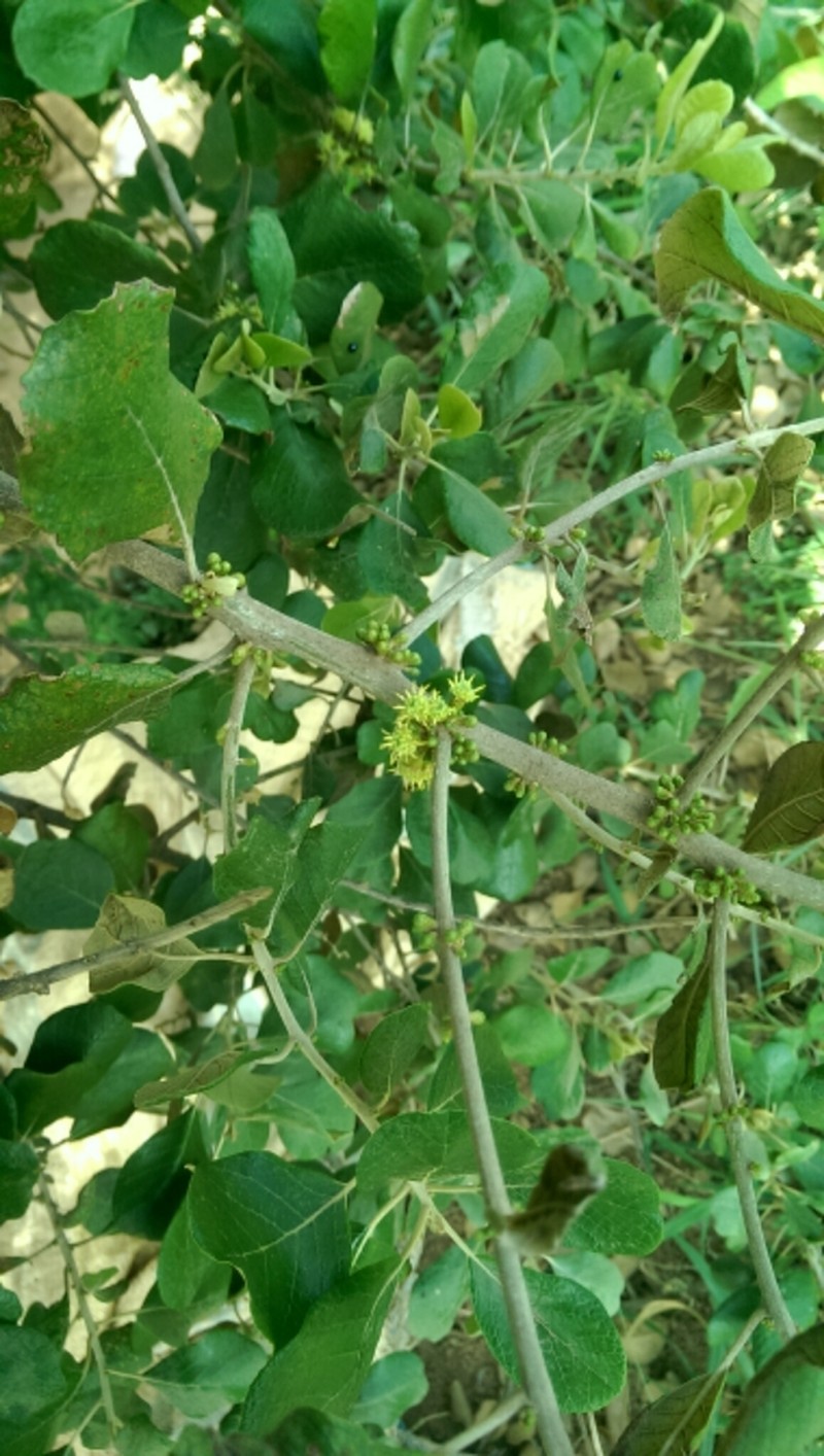 Brachylaena ramiflora photo 5
