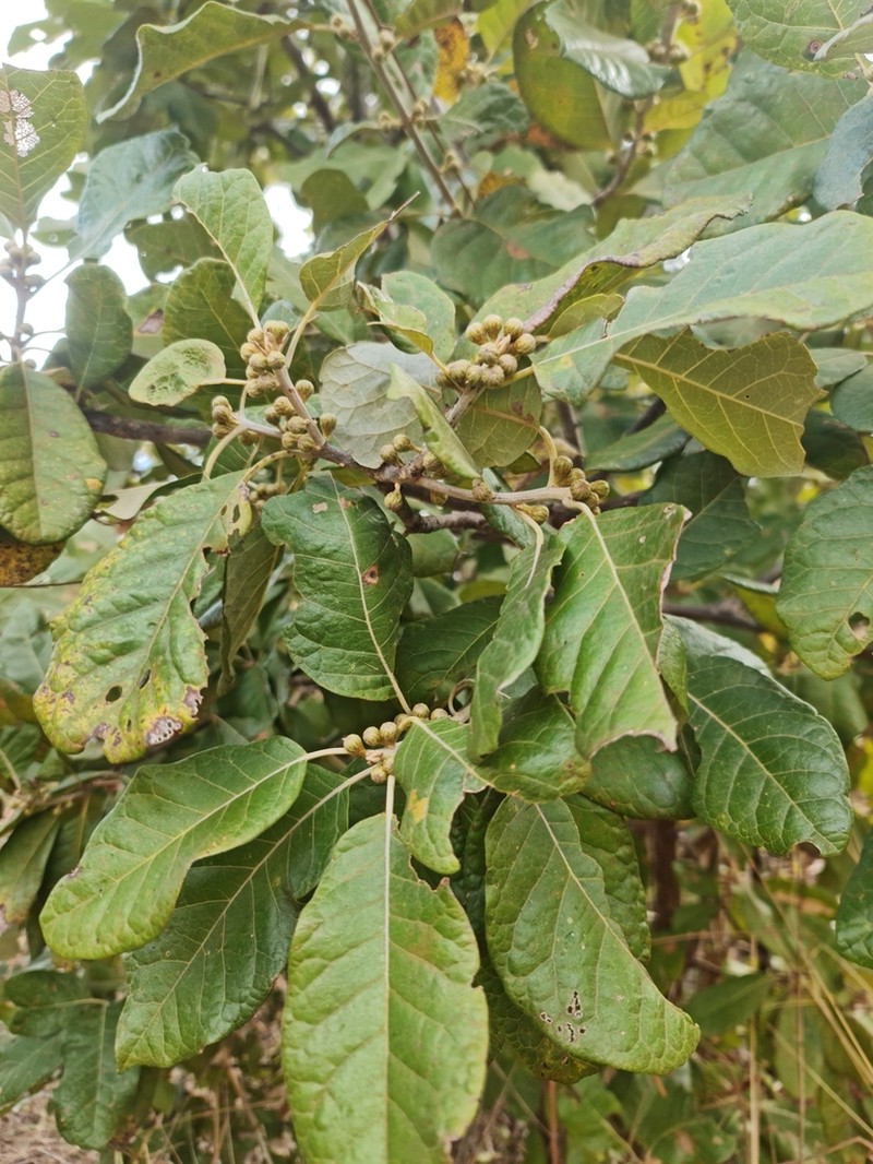 Brachylaena ramiflora photo 7