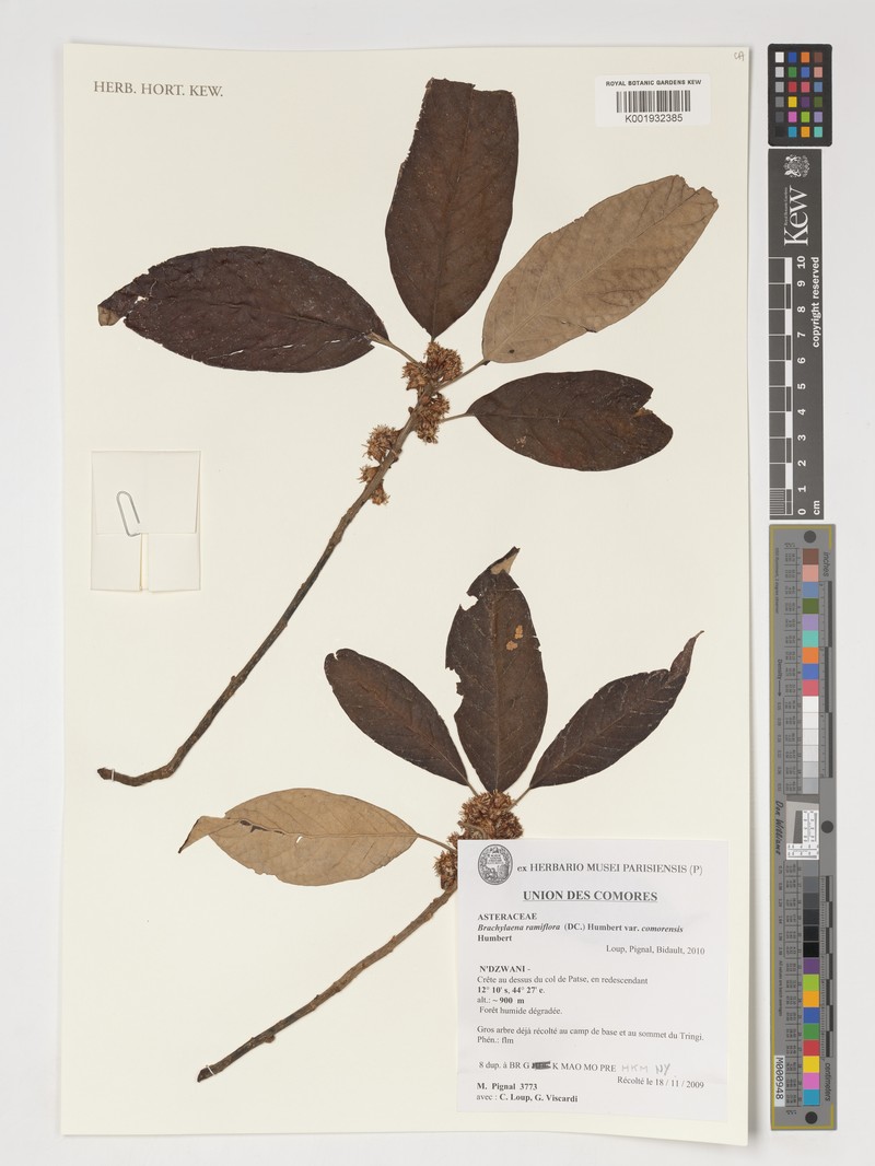 Brachylaena ramiflora var. comorensis