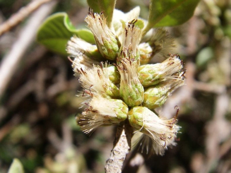 Brachylaena ramiflora var. ramiflora