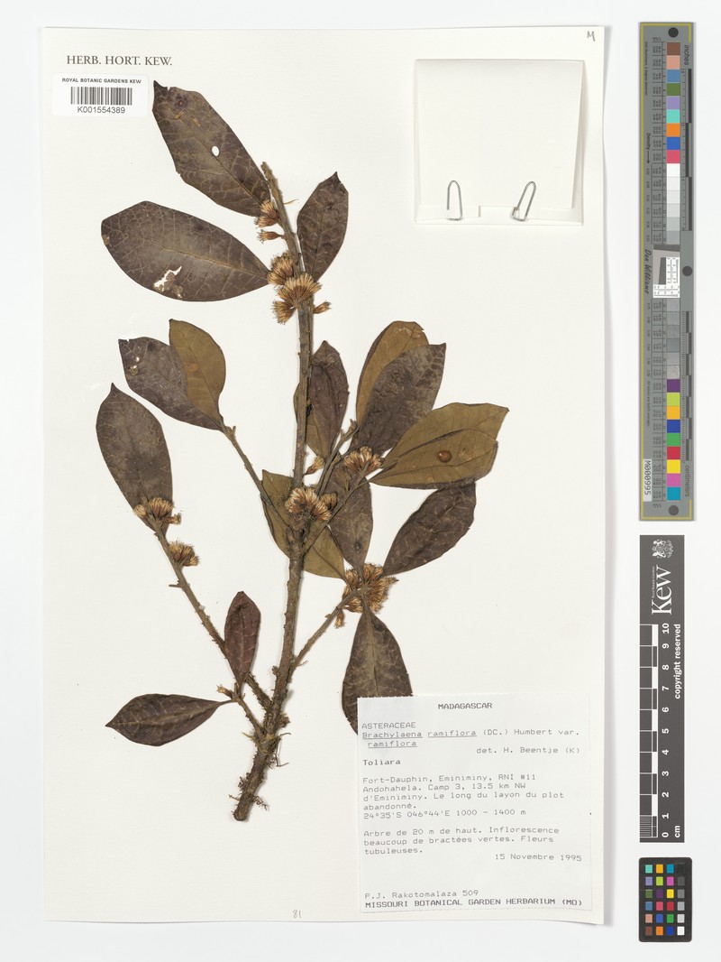 Brachylaena ramiflora var. ramiflora photo 2