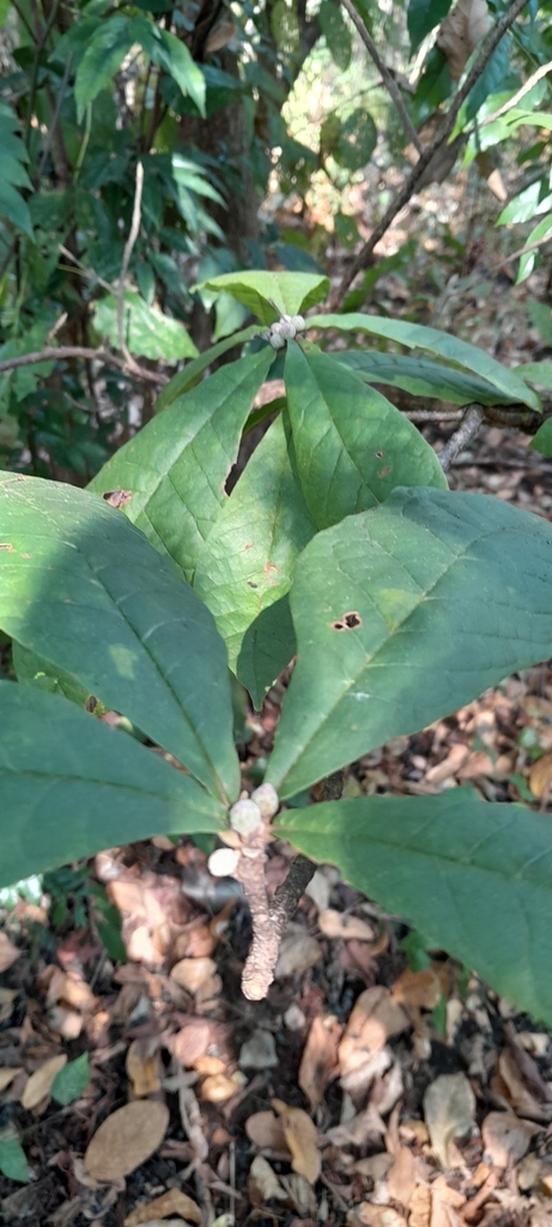 Brachylaena stellulifera