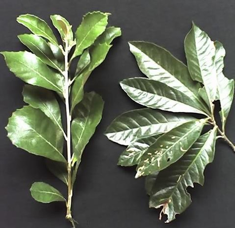 Brachylaena uniflora