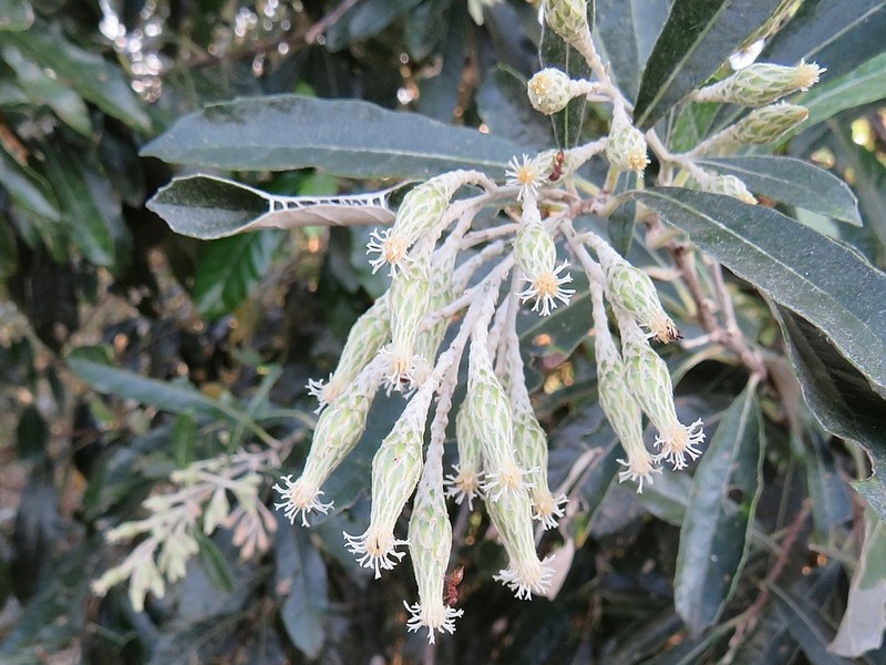 Brachylaena uniflora photo 6