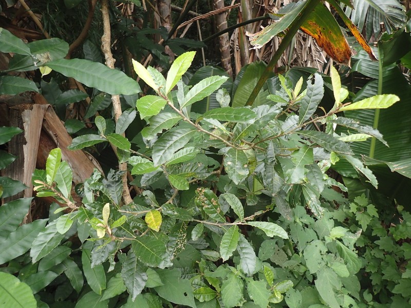 Brachylaena uniflora photo 7