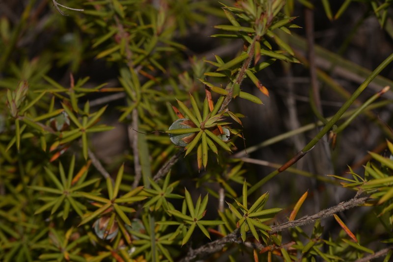 Brachyloma baxteri