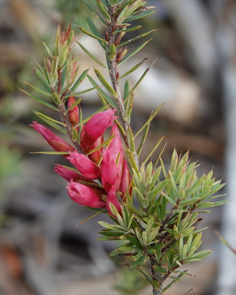 Brachyloma baxteri photo 2