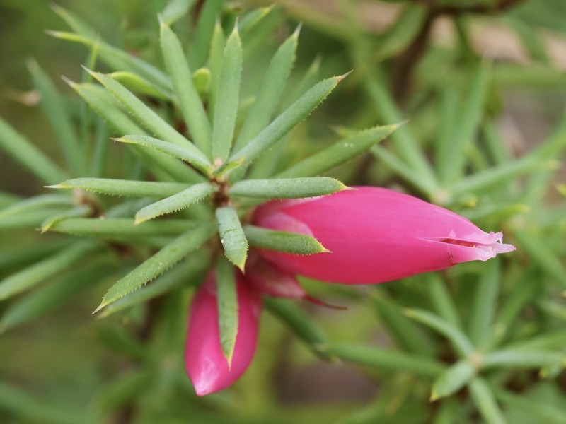 Brachyloma baxteri photo 4