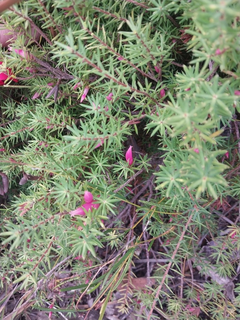 Brachyloma baxteri photo 5