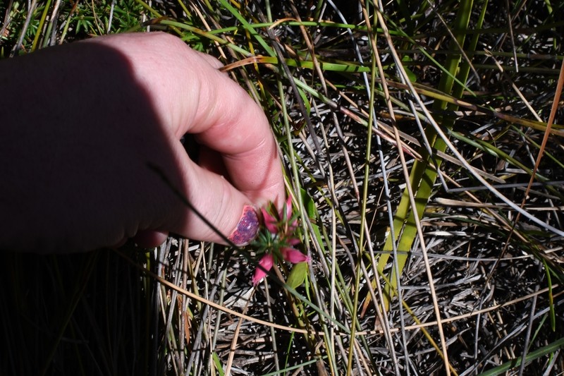 Brachyloma baxteri photo 7