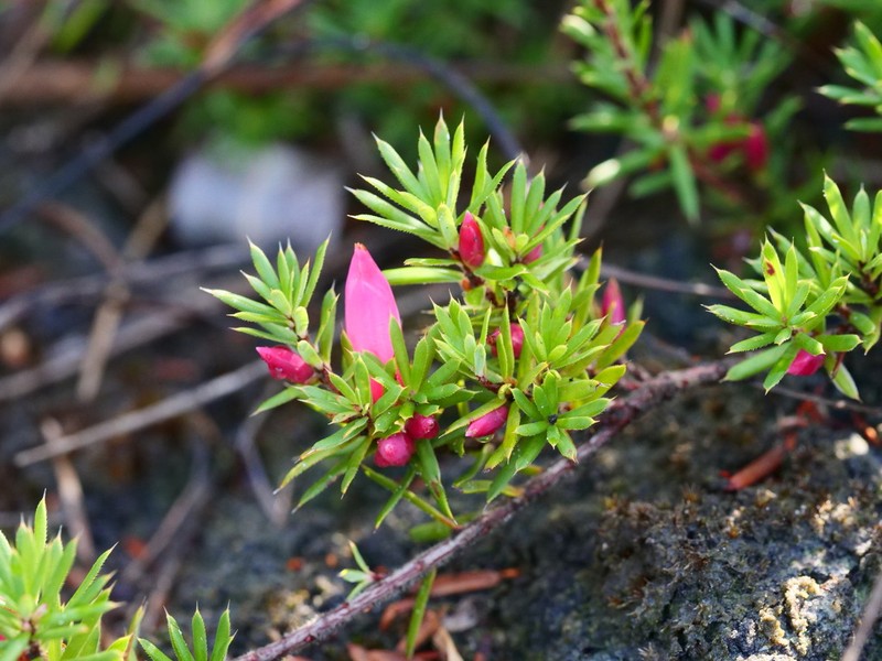 Brachyloma baxteri photo 8