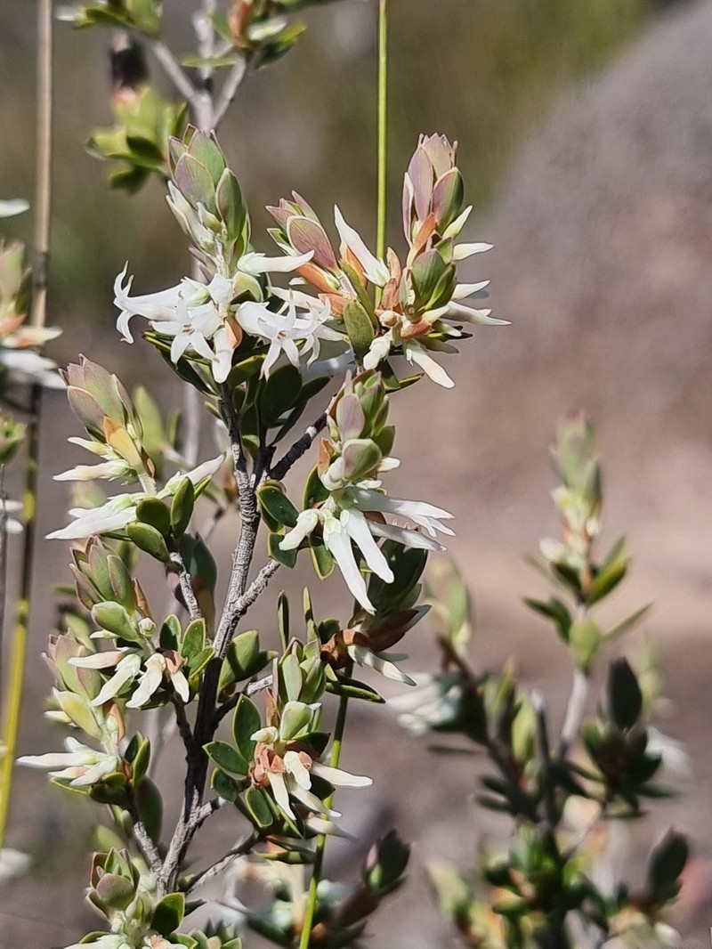 Brachyloma daphnoides subsp. daphnoides