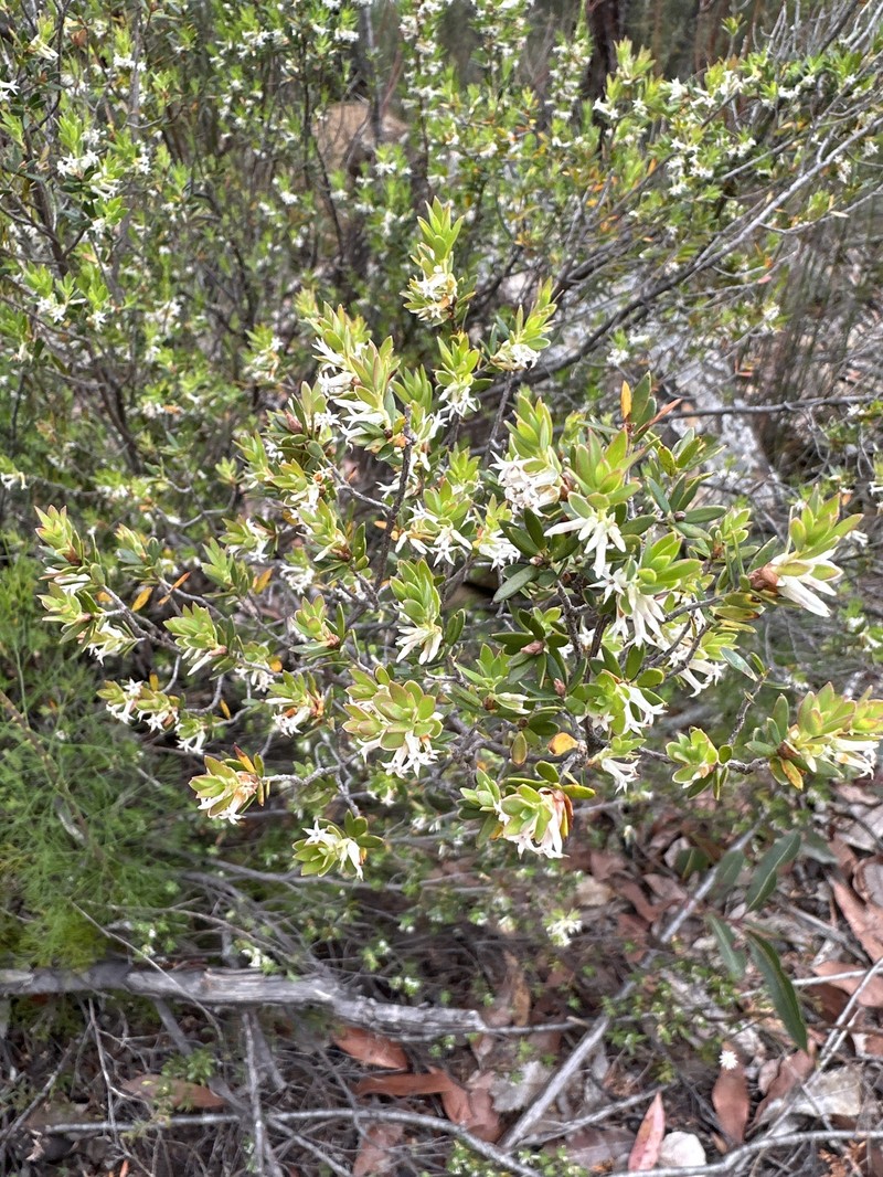 Brachyloma daphnoides subsp. daphnoides photo 2