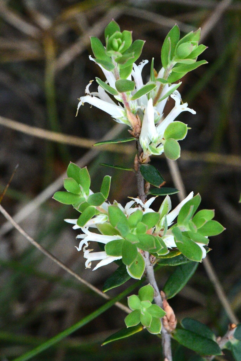 Brachyloma daphnoides subsp. daphnoides photo 3