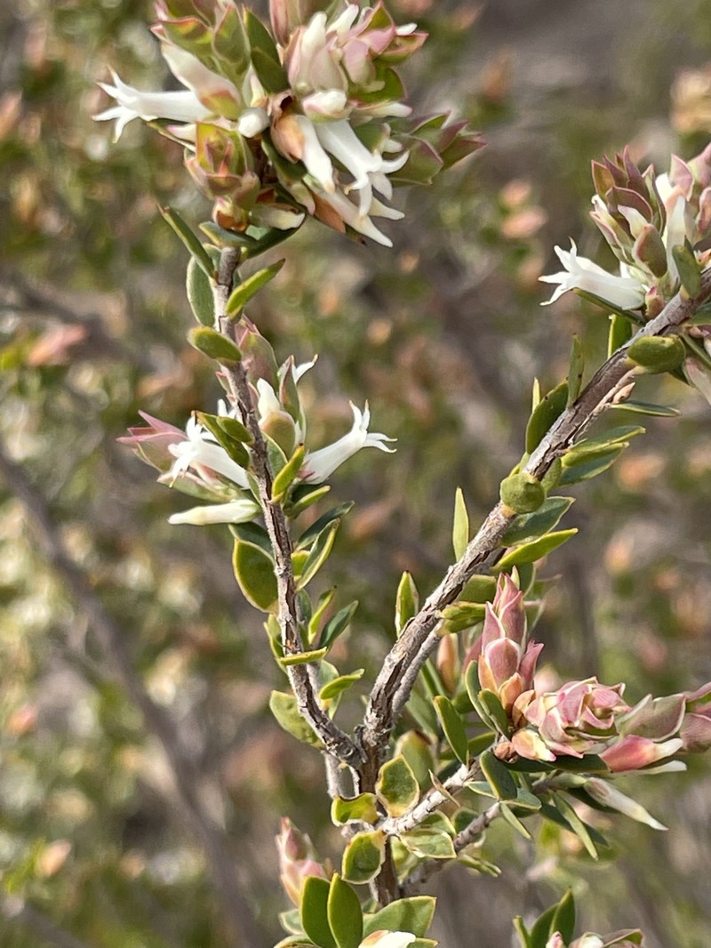 Brachyloma daphnoides subsp. daphnoides photo 4