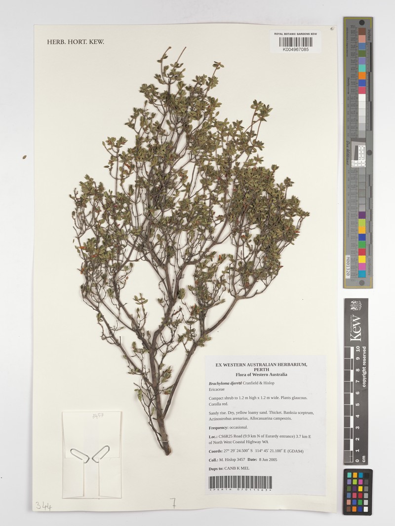 Brachyloma djerral
