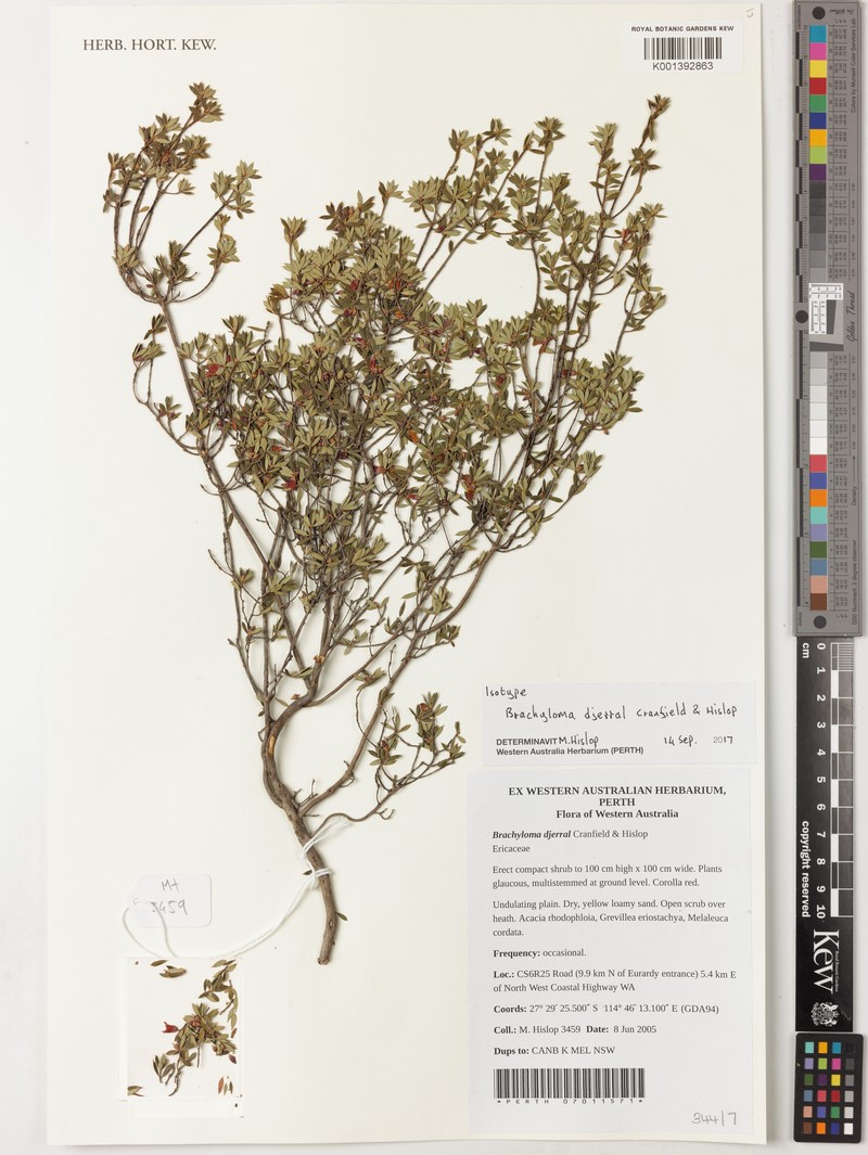 Brachyloma djerral photo 2
