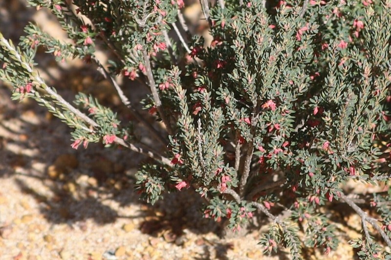 Brachyloma elusum
