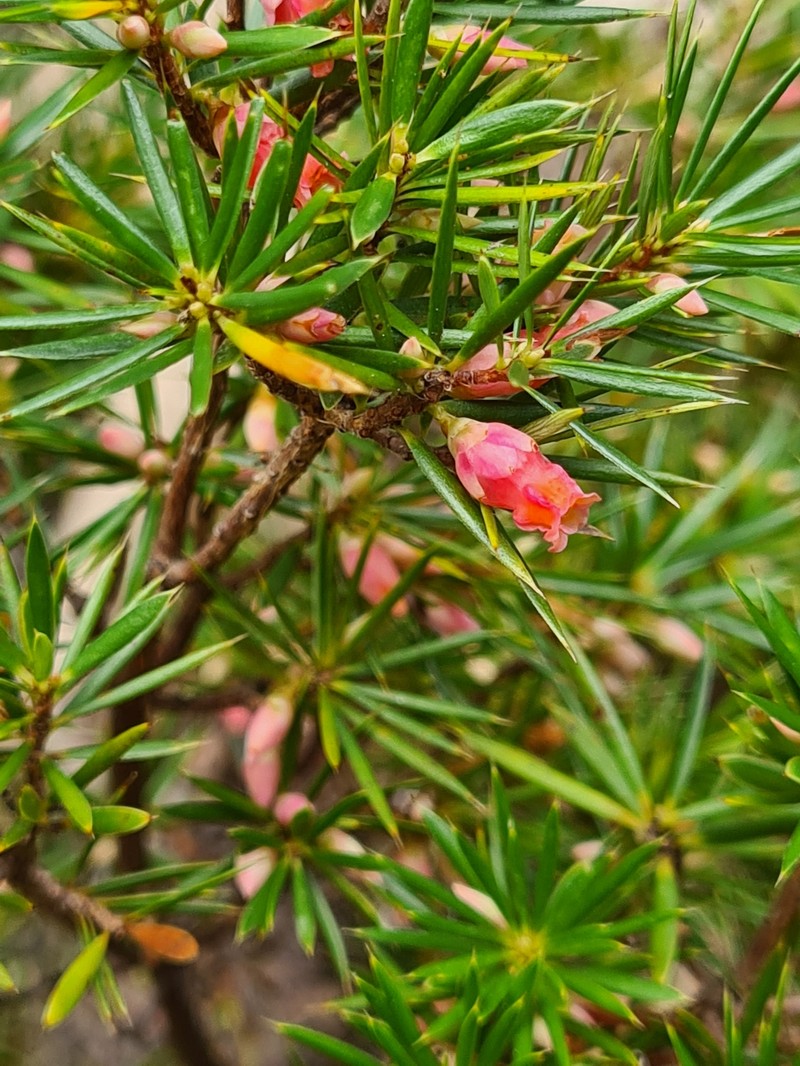 Brachyloma ericoides subsp. ericoides
