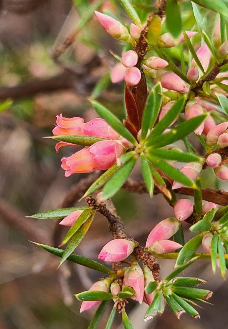 Brachyloma ericoides subsp. ericoides photo 2