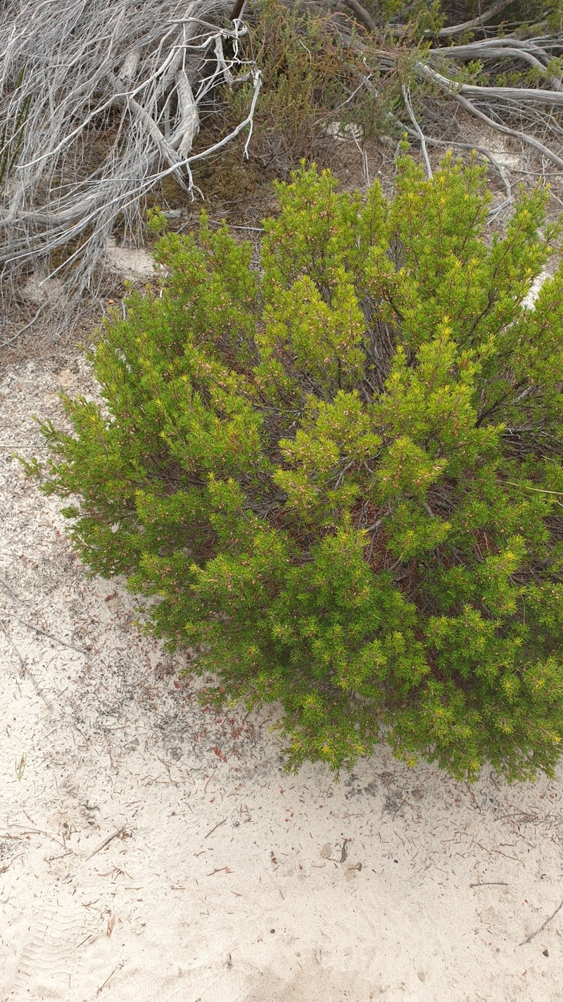 Brachyloma ericoides subsp. ericoides photo 3