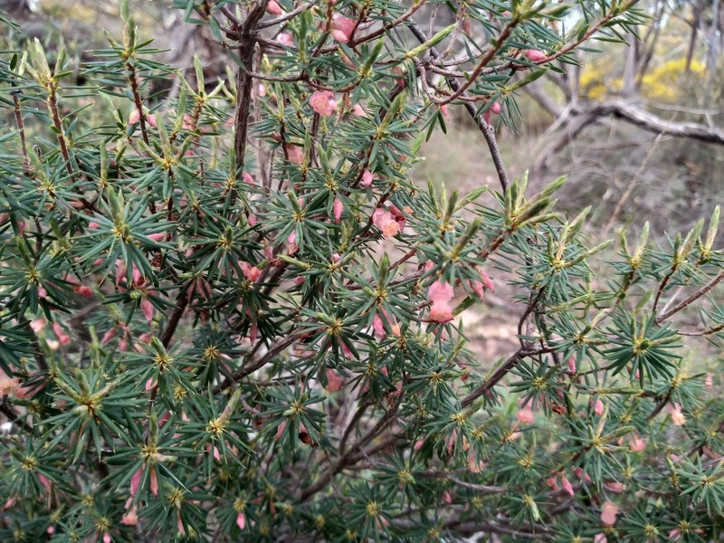 Brachyloma ericoides subsp. ericoides photo 4