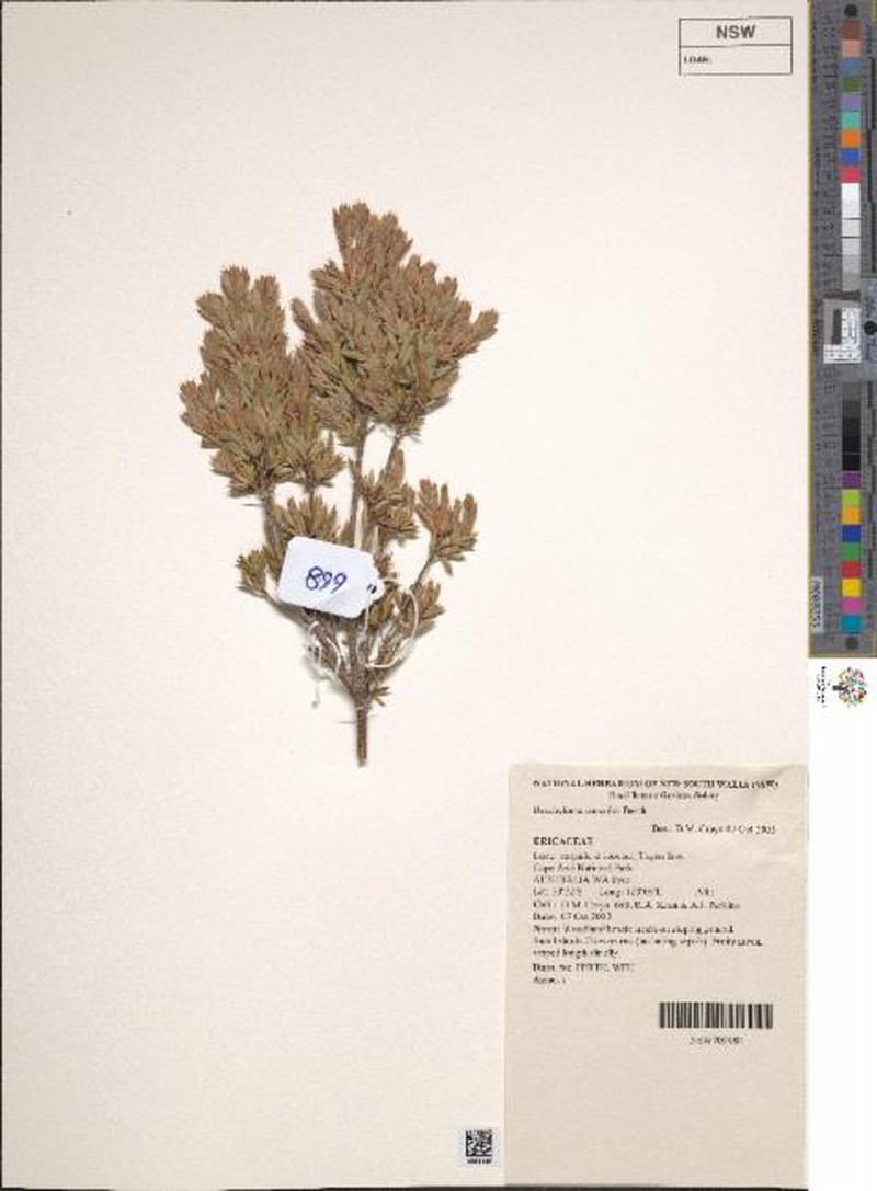 Brachyloma geissoloma photo 5