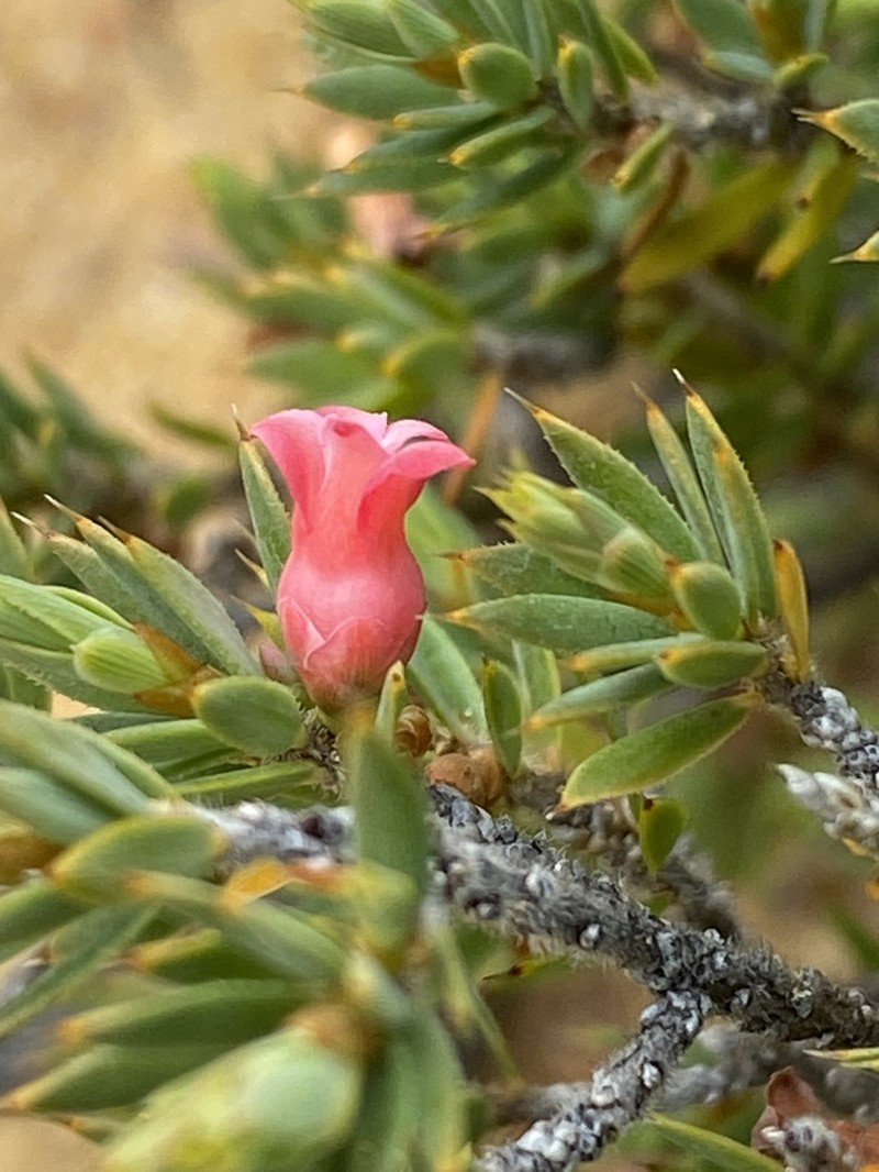 Brachyloma pirara