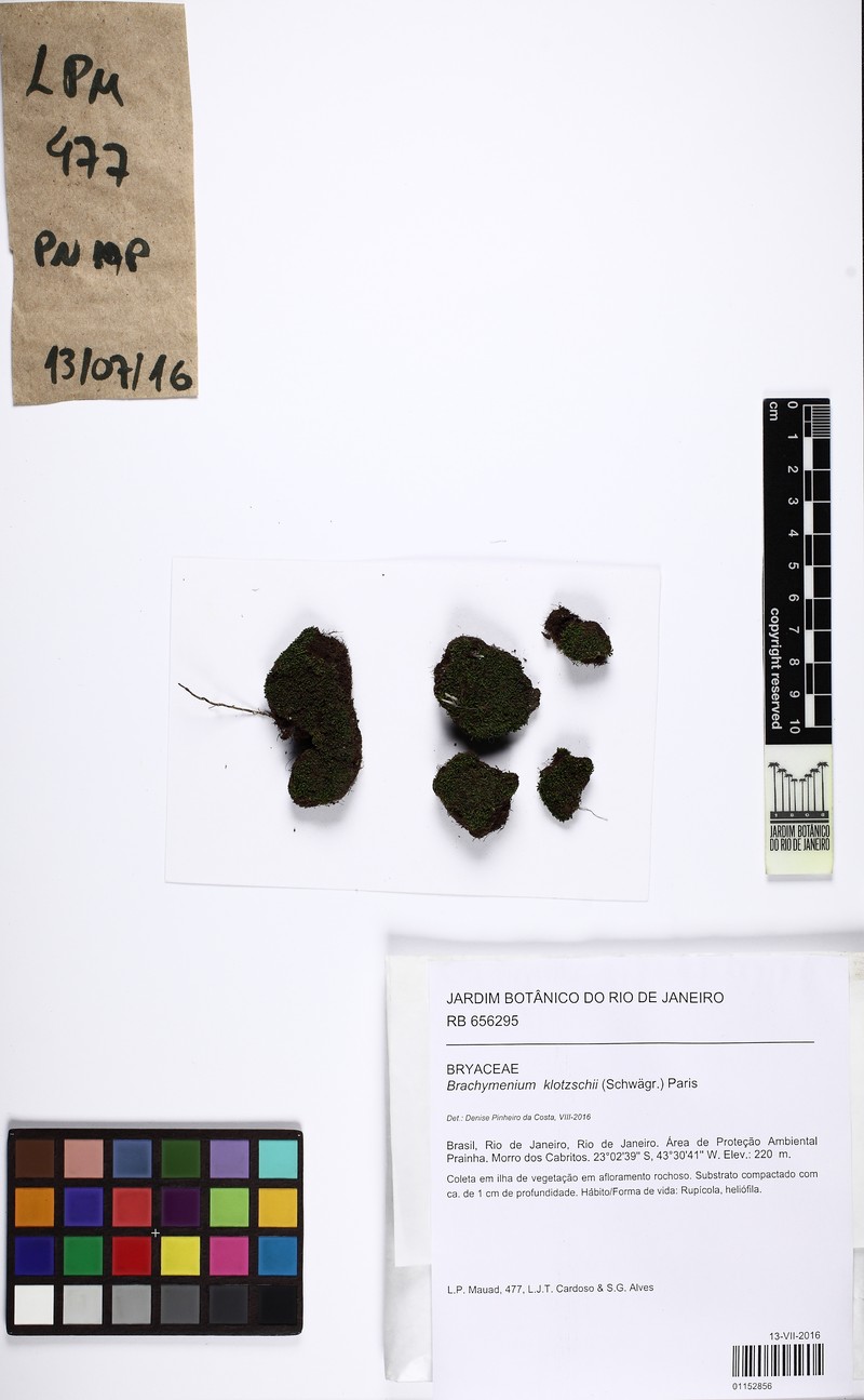 Klotzsch's Brachymenium Moss