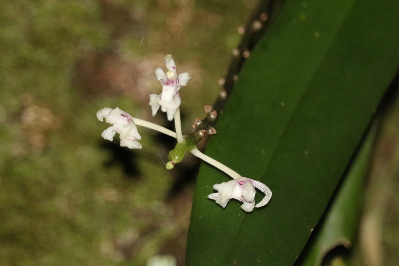 Brachypeza archytas