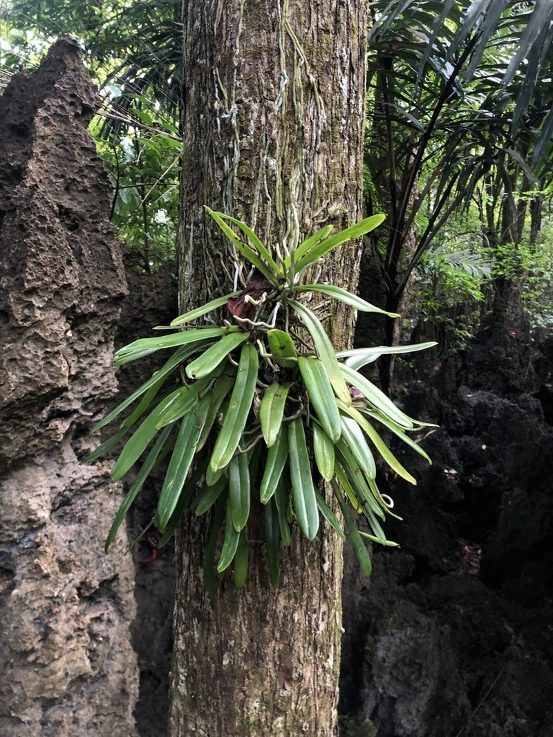 Brachypeza archytas photo 2