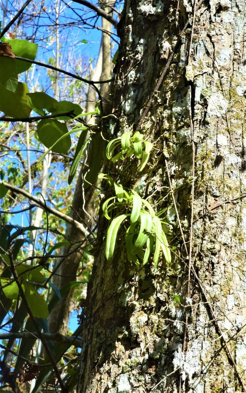 Brachypeza archytas photo 6