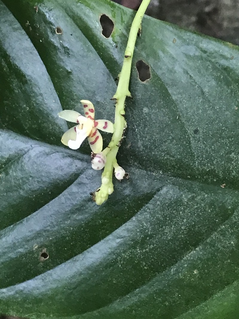 Brachypeza indusiata