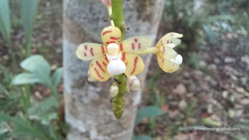 Brachypeza indusiata photo 2