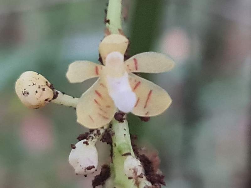 Brachypeza indusiata photo 3