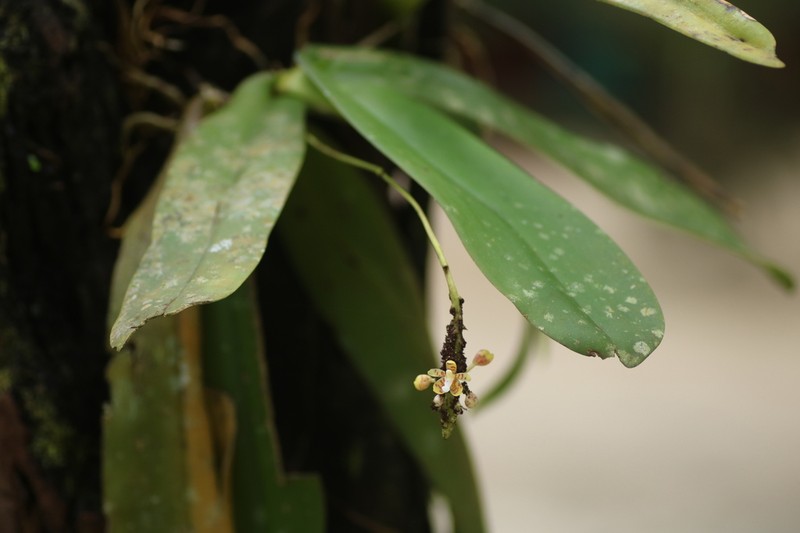 Brachypeza indusiata photo 4