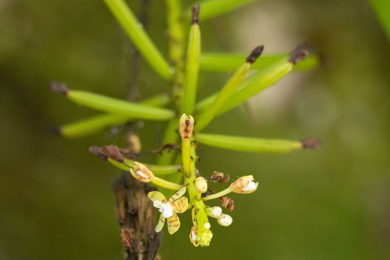 Brachypeza indusiata photo 5