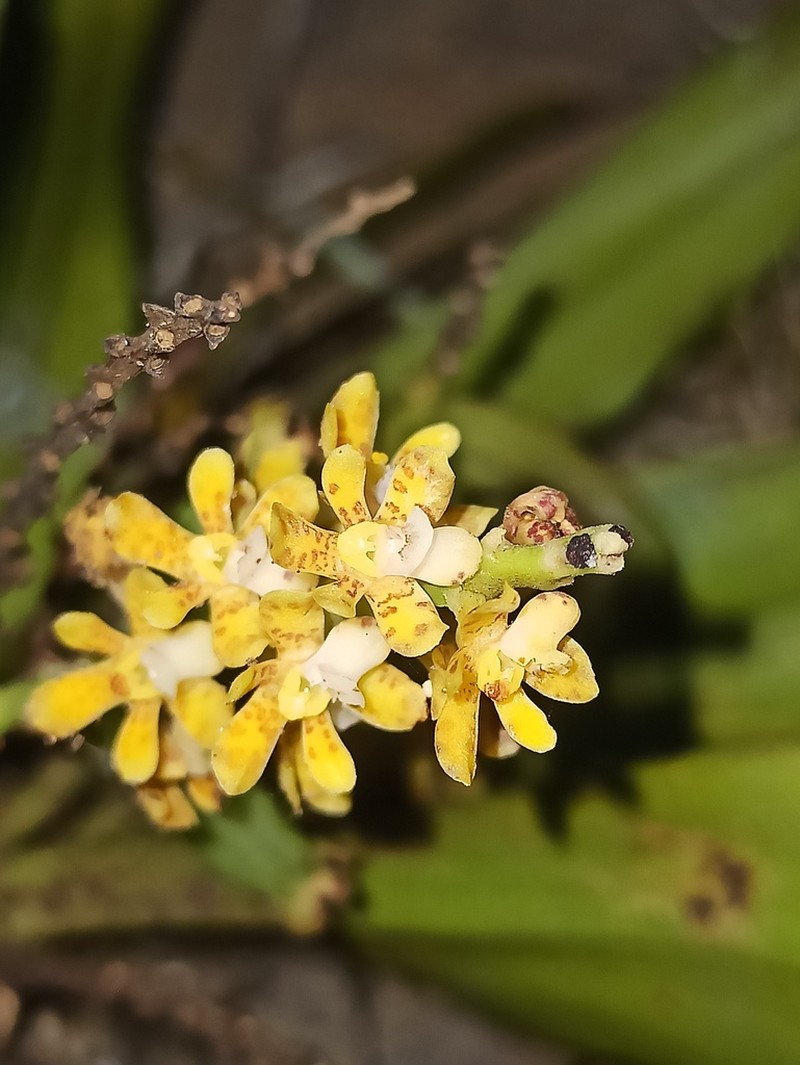 Brachypeza indusiata photo 6