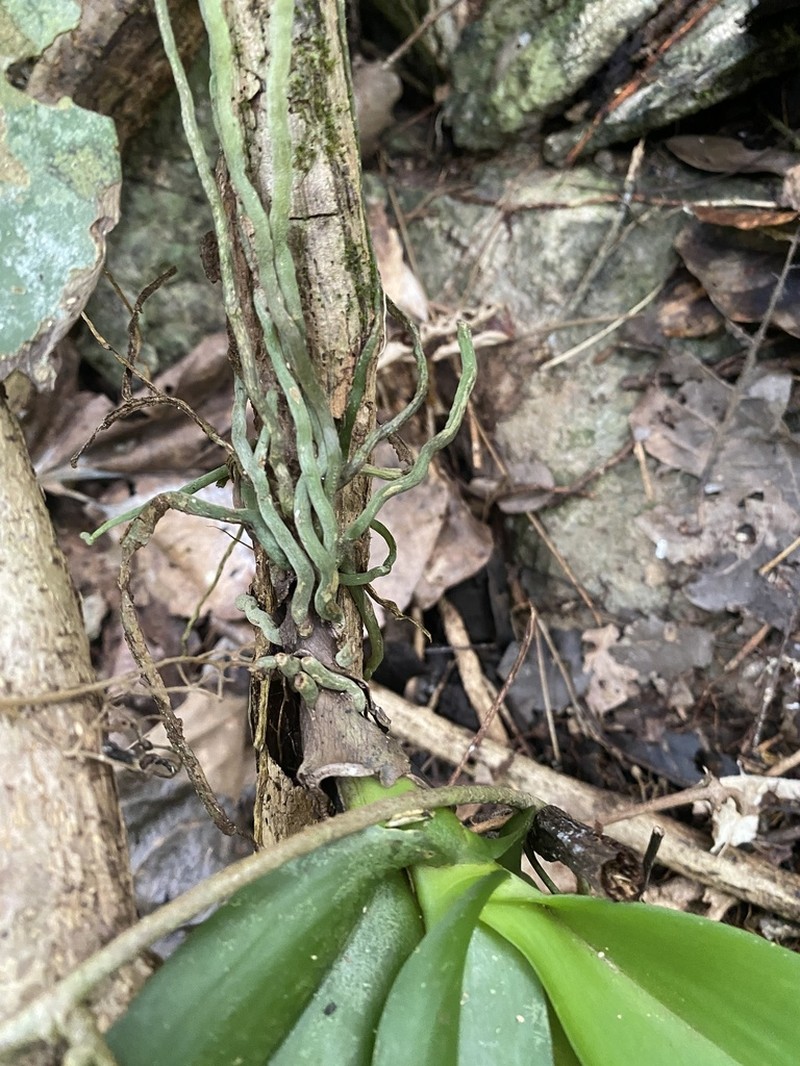Brachypeza indusiata photo 7